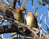 Warren Berg Bird Photos