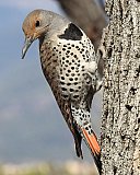 Warren Berg Bird Photos