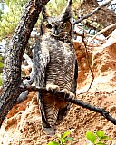 Warren Berg Bird Photos