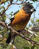 Warren Berg Bird Photos