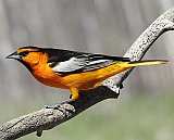 Warren Berg Bird Photos