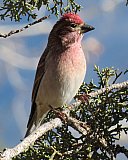 Warren Berg Bird Photos