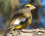 Warren Berg Bird Photos