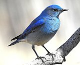 Warren Berg Bird Photos
