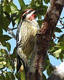Warren Berg Bird Photos