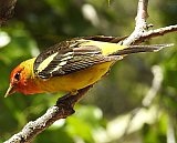 Warren Berg Bird Photos