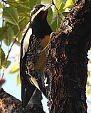 Warren Berg Bird Photos