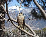 Warren Berg Bird Photos