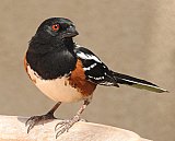 Warren Berg Bird Photos